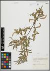 Foto von Salix alba L.